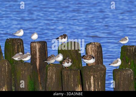 Sanderlinge, rostige Drehsteine und violette Sandfänger im Wintergefieder, die auf einem Holzbruchwasser ruhen, Fluchtschutzgebiet bei Hochwasser im Spätherbst Stockfoto