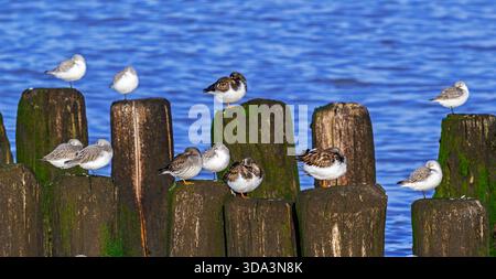 Sanderlinge, rostige Drehsteine und violette Sandfänger im Wintergefieder, die auf einem Holzbruchwasser ruhen, Fluchtschutzgebiet bei Hochwasser im Spätherbst Stockfoto