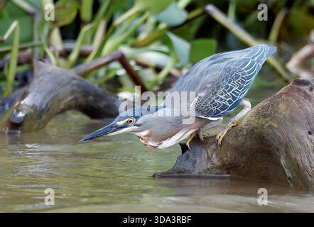 Streifenreiher, Mangrovenreiher, Mangrovenreiher, Héron strié, Butorides striata, Mangrovegém, Pantanal, Mato Grosso, Brasilien, Südamerika Stockfoto