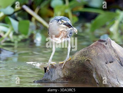 Streifenreiher, Mangrovenreiher, Mangrovenreiher, Héron strié, Butorides striata, Mangrovegém, Pantanal, Mato Grosso, Brasilien, Südamerika Stockfoto