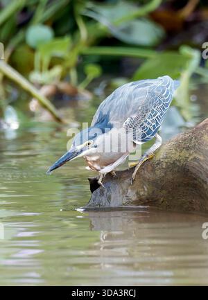 Streifenreiher, Mangrovenreiher, Mangrovenreiher, Héron strié, Butorides striata, Mangrovegém, Pantanal, Mato Grosso, Brasilien, Südamerika Stockfoto