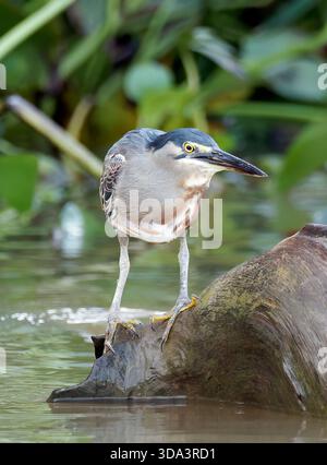 Streifenreiher, Mangrovenreiher, Mangrovenreiher, Héron strié, Butorides striata, Mangrovegém, Pantanal, Mato Grosso, Brasilien, Südamerika Stockfoto