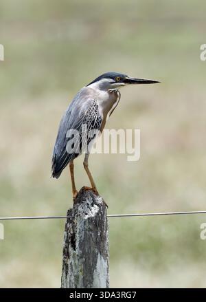 Streifenreiher, Mangrovenreiher, Mangrovenreiher, Héron strié, Butorides striata, Mangrovegém, Pantanal, Mato Grosso, Brasilien, Südamerika Stockfoto