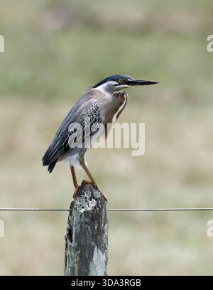 Streifenreiher, Mangrovenreiher, Mangrovenreiher, Héron strié, Butorides striata, Mangrovegém, Pantanal, Mato Grosso, Brasilien, Südamerika Stockfoto