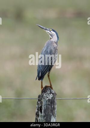 Streifenreiher, Mangrovenreiher, Mangrovenreiher, Héron strié, Butorides striata, Mangrovegém, Pantanal, Mato Grosso, Brasilien, Südamerika Stockfoto