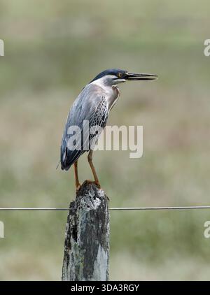 Streifenreiher, Mangrovenreiher, Mangrovenreiher, Héron strié, Butorides striata, Mangrovegém, Pantanal, Mato Grosso, Brasilien, Südamerika Stockfoto