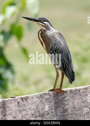 Streifenreiher, Mangrovenreiher, Mangrovenreiher, Héron strié, Butorides striata, Mangrovegém, Pantanal, Mato Grosso, Brasilien, Südamerika Stockfoto