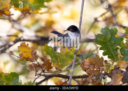 Männlicher sardischer Warbler (Sylvia melanocephala), der im Herbstlaub thront Stockfoto