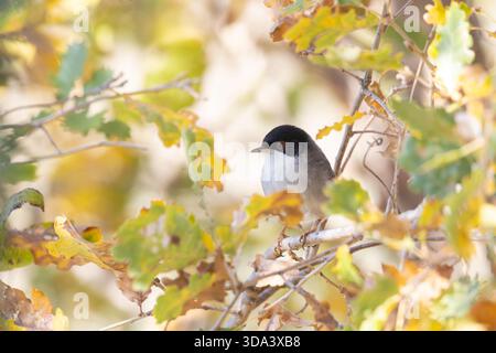 Sylvia melanocephala Vogel, der auf einem Zweig im natürlichen Habitat ruht Stockfoto