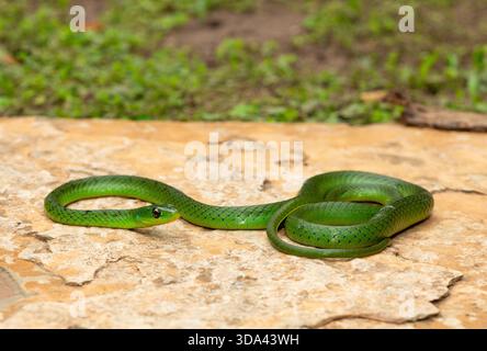 Eine süße grüne Ostnatal-Schlange (Philothamnus natalensis) posierte auf einem Felsen. Eine nichtgiftige südafrikanische endemische Schlange Stockfoto