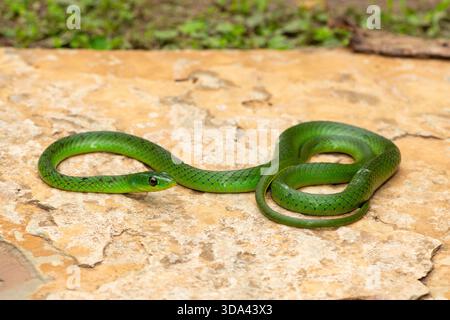 Eine süße grüne Ostnatal-Schlange (Philothamnus natalensis) posierte auf einem Felsen. Eine nichtgiftige südafrikanische endemische Schlange Stockfoto