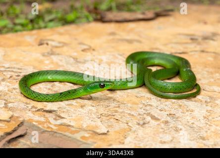 Eine süße grüne Ostnatal-Schlange (Philothamnus natalensis) posierte auf einem Felsen. Eine nichtgiftige südafrikanische endemische Schlange Stockfoto