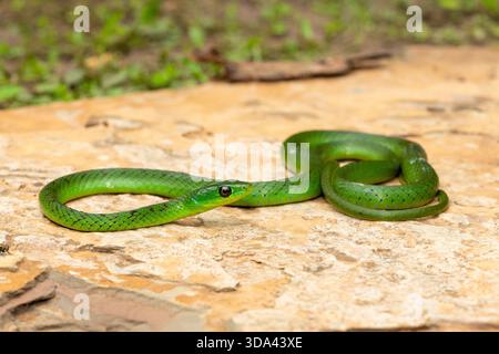 Eine süße grüne Ostnatal-Schlange (Philothamnus natalensis) posierte auf einem Felsen. Eine nichtgiftige südafrikanische endemische Schlange Stockfoto