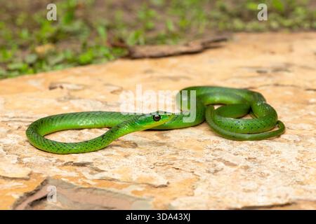 Eine süße grüne Ostnatal-Schlange (Philothamnus natalensis) posierte auf einem Felsen. Eine nichtgiftige südafrikanische endemische Schlange Stockfoto