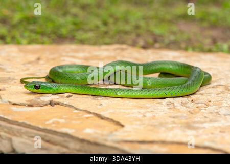 Eine süße grüne Ostnatal-Schlange (Philothamnus natalensis) posierte auf einem Felsen. Eine nichtgiftige südafrikanische endemische Schlange Stockfoto