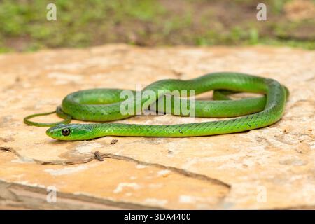 Eine süße grüne Ostnatal-Schlange (Philothamnus natalensis) posierte auf einem Felsen. Eine nichtgiftige südafrikanische endemische Schlange Stockfoto