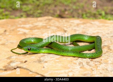 Eine süße grüne Ostnatal-Schlange (Philothamnus natalensis) posierte auf einem Felsen. Eine nichtgiftige südafrikanische endemische Schlange Stockfoto