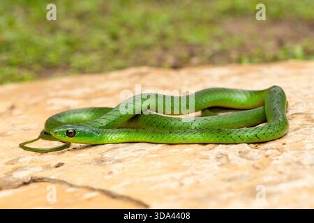 Eine süße grüne Ostnatal-Schlange (Philothamnus natalensis) posierte auf einem Felsen. Eine nichtgiftige südafrikanische endemische Schlange Stockfoto