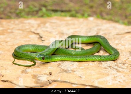 Eine süße grüne Ostnatal-Schlange (Philothamnus natalensis) posierte auf einem Felsen. Eine nichtgiftige südafrikanische endemische Schlange Stockfoto