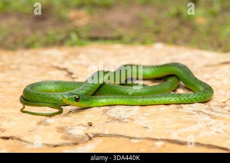 Eine süße grüne Ostnatal-Schlange (Philothamnus natalensis) posierte auf einem Felsen. Eine nichtgiftige südafrikanische endemische Schlange Stockfoto