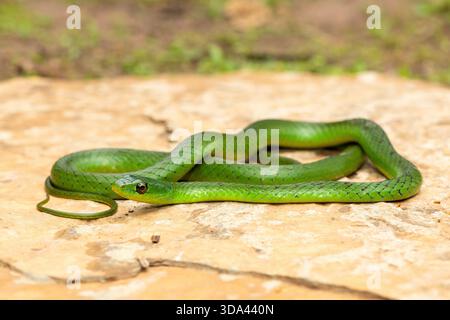 Eine süße grüne Ostnatal-Schlange (Philothamnus natalensis) posierte auf einem Felsen. Eine nichtgiftige südafrikanische endemische Schlange Stockfoto