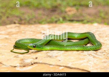 Eine süße grüne Ostnatal-Schlange (Philothamnus natalensis) posierte auf einem Felsen. Eine nichtgiftige südafrikanische endemische Schlange Stockfoto