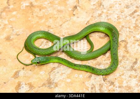 Eine süße grüne Ostnatal-Schlange (Philothamnus natalensis) posierte auf einem Felsen. Eine nichtgiftige südafrikanische endemische Schlange Stockfoto