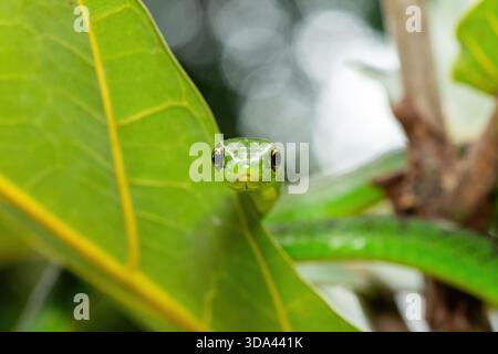 Nahaufnahme einer süßen grünen Ostnatalschlange (Philothamnus natalensis) in einem kleinen Baum. Eine nichtgiftige südafrikanische endemische Schlange Stockfoto