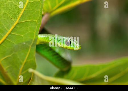 Nahaufnahme einer süßen grünen Ostnatalschlange (Philothamnus natalensis) in einem kleinen Baum. Eine nichtgiftige südafrikanische endemische Schlange Stockfoto
