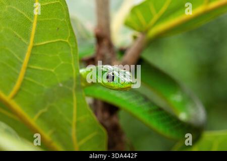 Nahaufnahme einer süßen grünen Ostnatalschlange (Philothamnus natalensis) in einem kleinen Baum. Eine nichtgiftige südafrikanische endemische Schlange Stockfoto