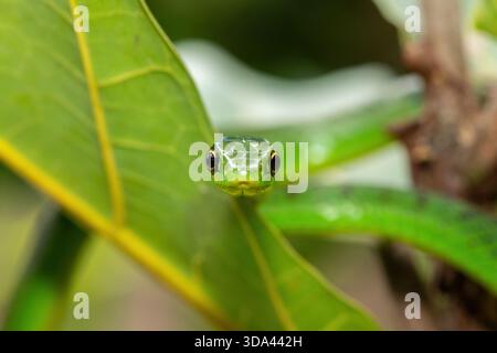 Nahaufnahme einer süßen grünen Ostnatalschlange (Philothamnus natalensis) in einem kleinen Baum. Eine nichtgiftige südafrikanische endemische Schlange Stockfoto