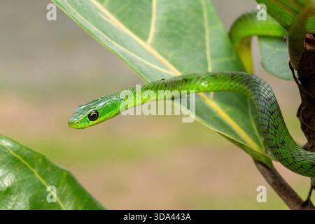Nahaufnahme einer süßen grünen Ostnatalschlange (Philothamnus natalensis) in einem kleinen Baum. Eine nichtgiftige südafrikanische endemische Schlange Stockfoto