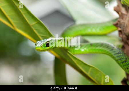 Nahaufnahme einer süßen grünen Ostnatalschlange (Philothamnus natalensis) in einem kleinen Baum. Eine nichtgiftige südafrikanische endemische Schlange Stockfoto