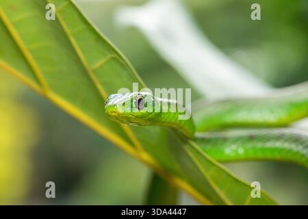 Nahaufnahme einer süßen grünen Ostnatalschlange (Philothamnus natalensis) in einem kleinen Baum. Eine nichtgiftige südafrikanische endemische Schlange Stockfoto