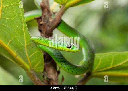 Nahaufnahme einer süßen grünen Ostnatalschlange (Philothamnus natalensis) in einem kleinen Baum. Eine nichtgiftige südafrikanische endemische Schlange Stockfoto