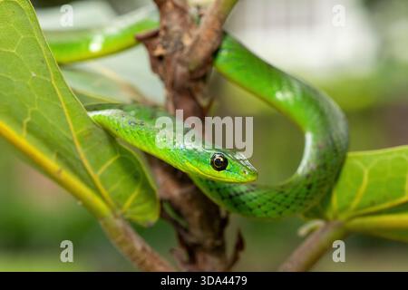 Nahaufnahme einer süßen grünen Ostnatalschlange (Philothamnus natalensis) in einem kleinen Baum. Eine nichtgiftige südafrikanische endemische Schlange Stockfoto