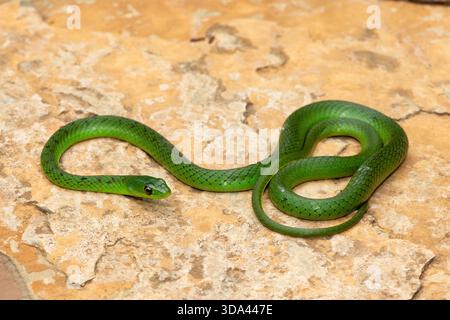 Eine süße grüne Ostnatal-Schlange (Philothamnus natalensis) posierte auf einem Felsen. Eine nichtgiftige südafrikanische endemische Schlange Stockfoto
