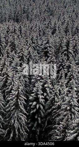 Luftaufnahme eines dichten Winterwaldes, bedeckt mit frischem Schnee. Stockfoto
