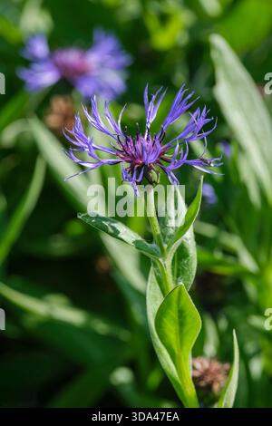 Centaurea montana, mehrjährige Kornblume, blaue Blumenköpfe im späten Frühjahr Stockfoto