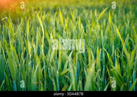 Ein detaillierter Blick auf frisches, taufartiges grünes Gras, das in das warme Licht der Morgensonne getaucht ist und die Schönheit der Natur und das lebendige Ökosystem hervorhebt Stockfoto