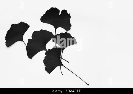 Künstlerische Darstellung von drei schwarzen Ginkgo-Blättern, die symmetrisch auf einer weißen Fläche angeordnet sind Stockfoto