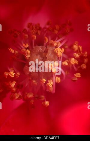 Makroansicht in Nahaufnahme, die die komplizierten Details der Fortpflanzungsteile einer roten Blume zeigt Stockfoto