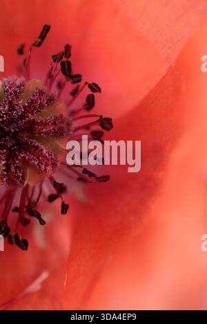 Mohnblume mit leuchtenden roten Blütenblättern mit detailliertem Stigma und Staubblättern Stockfoto