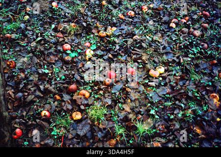 Analoge Aufnahme eines nassen Winterrasens unter einem Baum, verstreut mit gefallenen überreifen Äpfeln und schweren Blättern, die eine natürliche, strukturierte saisonale Szene schaffen. Stockfoto