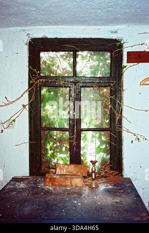 Analoger Blitz-Blick auf ein kleines hölzernes ländliches Fenster, das von kriechenden Weinstöcken bewachsen ist, mit Ästen, die nach innen drücken, schaffen eine rustikale, wilde Atmosphäre. Stockfoto