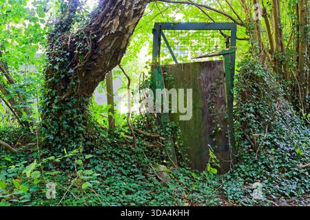 Ein Paar Wartungstüren aus schwerem Metall und Holz steht allein im Wald, ohne sichtbare Gebäude um sie herum, Efeu kriecht über den Rahmen und die Stämme krähen Stockfoto