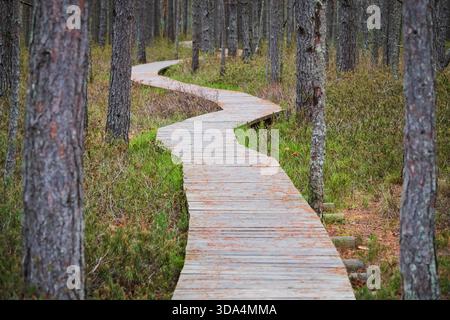 Kurviger Holzsteg, der sich durch Kiefern schlängelt, am Naturpfad Tolkuse Bog im Kreis Pärnu, Estland. Stockfoto