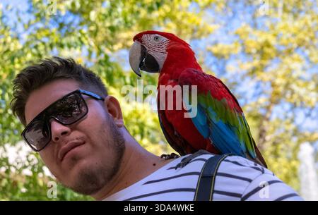 Männlicher Fotograf mit Scharlach-Papagei (Ara macao) auf seiner Schulter, Alanya, Türkei - um Touristen zu verleiten, sich fotografieren zu lassen Stockfoto