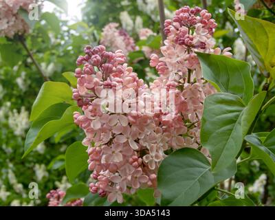 Nahaufnahme von blühendem Flieder oder Syringa vulgaris mit zarten gelb-rosa Clustern, perfekt für florale Hintergründe, Gartendesign und Frühlingsmusik Stockfoto