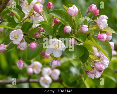 Dekorativer Apfelbaum mit vollständig geöffneten weißen Blüten und zarten rosa Knospen. Die Kombination aus blühenden Blüten und sich entwickelnden Knospen fängt eine dyna ein Stockfoto